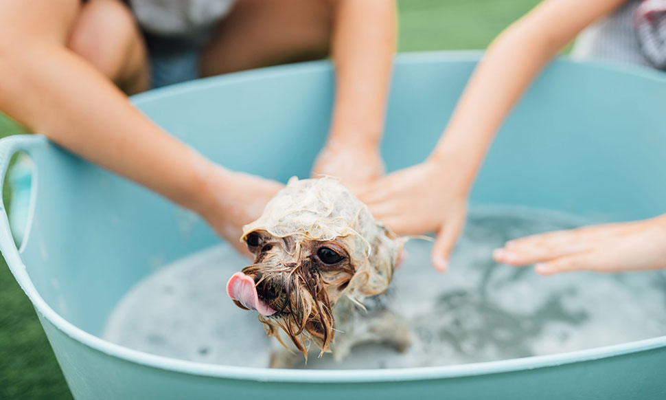 A dog being given a bath 
