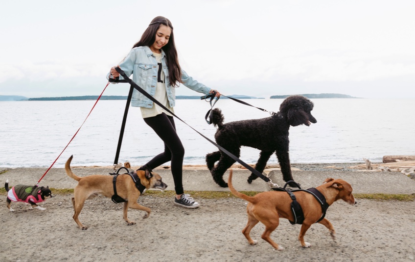 A tennage girl walks beside the sea holding 4 dogs on leads